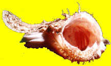 breiflab.jpg (37432 bytes)