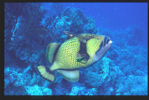 Thistlegorm27