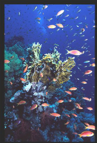Thistlegorm31