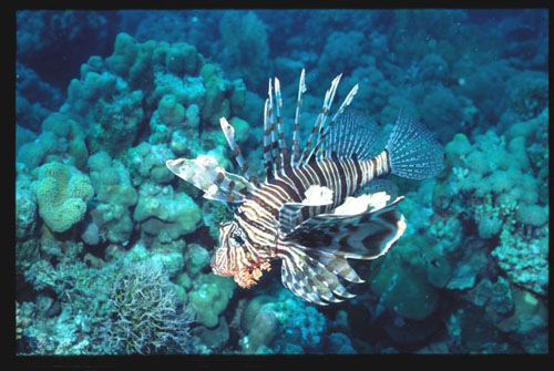 Thistlegorm34