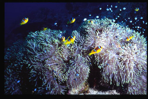 Thistlegorm35