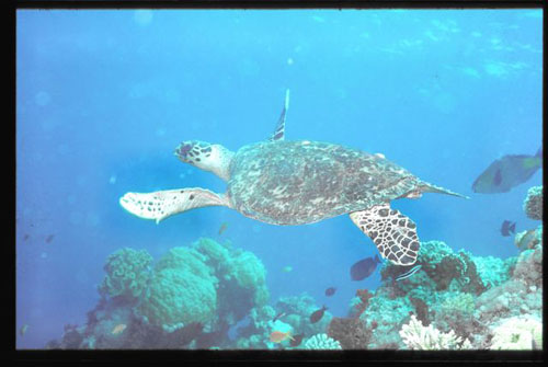 Thistlegorm37