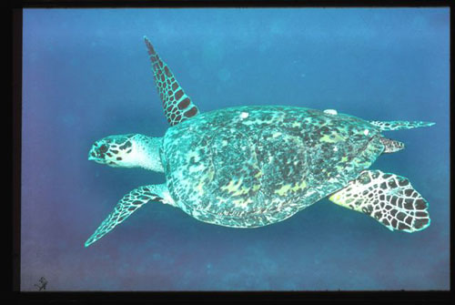 Thistlegorm38