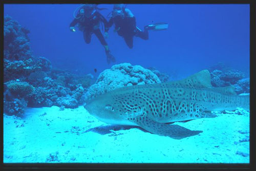 Thistlegorm41