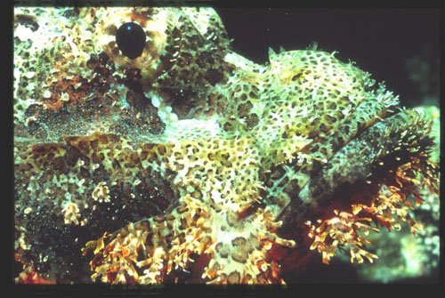ro3