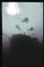 Thistlegorm13