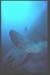 Thistlegorm2
