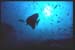 Thistlegorm23