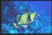 Thistlegorm27