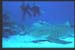 Thistlegorm29