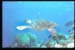 Thistlegorm37