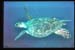 Thistlegorm38