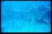 Thistlegorm4