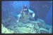 Thistlegorm6